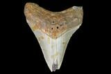 Fossil Megalodon Tooth - North Carolina #101245-1